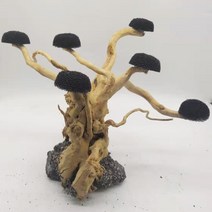 물고기 탱크 조경 나무 물 뿌리 유목 수생 수족관 잔디 장식 액세서리 (이끼 없음), 02 10-15cm 1head