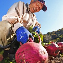(한정특가) 제주 겨울 햇 비트 3kg 5kg 10kg 레드비트 고당도 겨울비트, 01) 제주레드비트 (특품) 2kg