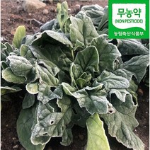 무농약 섬초 겨울 남해 노지 시금치 보물초 1kg