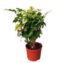 무늬녹보수 고급식물 희귀식물 무늬종식물 반려식물 16