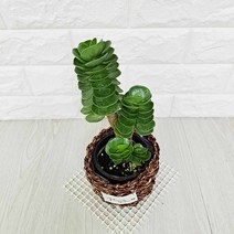녹비단 (라탄화분포함) 녹비단키우기 다육식물 실내공기정화식물