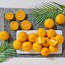 제주도감귤 비가림감귤 5kg 제주귤, 9kg 대과