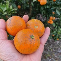 친환경 무농약 제주 감귤 5kg, 친환경 제주 감귤 10kg (대)