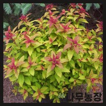 (나무농장) 삼색조팝 포트 ( 5주묶음 )