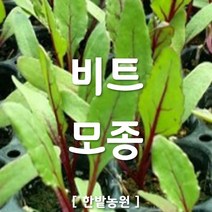 채소 모종 ~ 각종 묘종. 베란다 텃밭 세트 공기정화식물 허브 씨앗 채소모종 ~, H030 비트 모종 3개