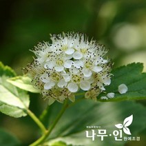 [나무인] 황금중산국수나무 5그루