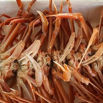 영덕 대게 10마리 생물 자숙 대게 당일조업 산지직송, 자숙 찜영덕대게(10마리)