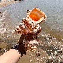 고동 조개 모형 여름 바다 홈 인테리어 해양 오브제 셀프 촬영 소품