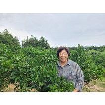 제주 청정 노지 청귤, 1box, 10kg