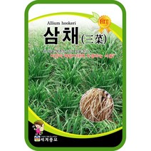 삼채 100립 삼채씨앗 삼채종자 삼채씨 3가지맛 채소씨앗 뿌리부추, 1개