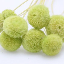 앨리플라워 프리저브드 소량 판매 드라이플라워 디퓨져만들기, 6-42버튼플라워 애플그린