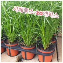 꽃나라엘리스 시페루스-20개박스- 이집트에서 줄기의 섬유로 종이를 만들었다고