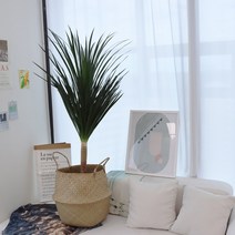 드라세나 드라코 대_해초라탄 바구니 특대(서울&경기 지역 직배송 only), 드라세나 드라코 대 + 해초바구니 특대형 풀세트, 송도 / 안산 / 연천