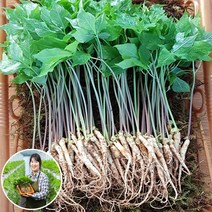 [맘스호미] 장성농부 새싹삼 새싹인삼 면역력 선물세트, 1박스, 새싹삼 L_100개(보자기포장)
