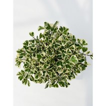 펠리체가든 스윗하트 고무나무 벤자민 15cm 화분, 1개