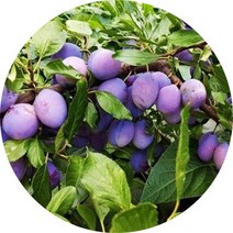 서양자두나무 푸룬 빅퍼플 프레지던트 결실주 큰나무, 1개