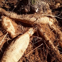 {산마니산야초 }자연산청정지역 야생 생칡뿌리1kg, 1kg, 1개