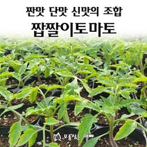 단맛대저토마토 가격비교 상위 200개 상품 추천