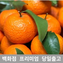 [특 등급 선별] 레드향 1kg 제주레드향 천혜향 한라봉 제주천혜향 겨울과일 한라봉선물세트 라향 레드향천혜향 레드향선물세트 제주카라향 제주한라봉 제주도천혜향 제주도한라봉 황금향 설