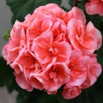 [어린모종]제라늄(영양계-조날) : 8cm분, 카스틸로 소렌, 1개