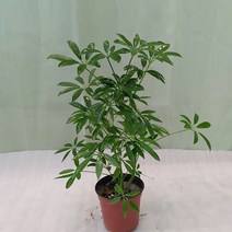 [하늘꽃농원] 실내 공기정화 식물 홍콩야자 우산야자 소품 인테리어 식물