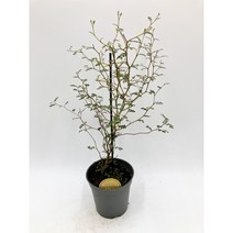 마오리소포라 소품 앙증맞은잎 소포라 [박씨농원], 1개
