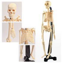 생명과학탐구 체험교육 해골뼈 인체모형교구 수행평가 학교