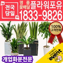 개업화분 축하화분배달 카페 사무실이전 개원 병원 오픈 당일배송, (선택E2)화이트수국+리본
