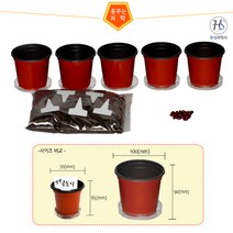 (대형)강낭콩기르기강낭콩키우기(받침포함)5인세트