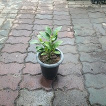 30~50cm 149 귤나무 과실수 중대품