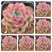 내맘대로골라 47종 예쁜 다육이, 46번-플로리디티