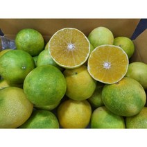 제주 꼬마 황금향 여름 황금향, 2kg, 1개