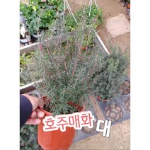 호주매화-대/겨울에 피어나는 꽃 매화꽃 꽃말은 기품 선비의품격