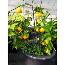 향수팜 상큼한 천혜향3년생 결실주, 1개