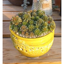 늘꽃다육 리틀잼 분체배송. 인기다육 키우기쉬운국민다육 다육식물 다육 다육이 화분