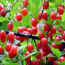 착한가격 나무생각 앵두나무(조선앵두)*1등묘