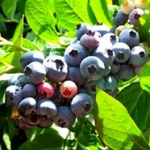 블루베리 묘목 모종 / 란코카스 (2년생) 수분수필요 / 가정에서 키우는 블루베리 최고인기품종 FT300