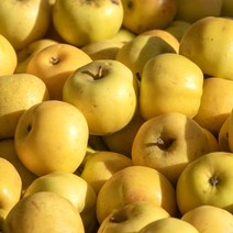 시나노 골드 황금 사과 2kg 3kg 5kg, 1박스, (가정용-흠과)소꼬마과 14-16과 2kg