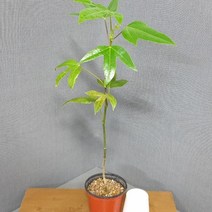예화원 황칠나무
