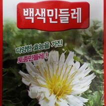 [가람종묘사] 백색민들레 씨앗(국화과의 여러해살이 야생화로 다양한 효능을 가진 토종 민들레)