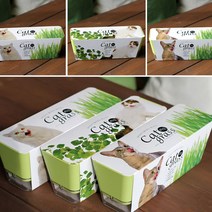 세트 재배 키우기쉬운 투톤화분 캣닢 고양이풀 382368EA, 쿠팡@ 귀리