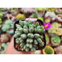 인연다육 24번 꽃이예쁜 코노피튬 보라꽃 빌로붐 차우바니에 다육식물 메셈 희귀식물, 1개