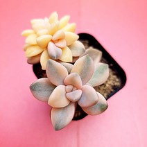 살구미인금 예쁜 다육이 2두이상 다육식물 랜덤2-45, 단품, 1개