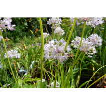 두메부추[2포트]