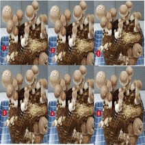종균 일체 6개 묶음 5개 표고 버섯 배지