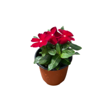 그린플랜트 꽃화분 꽃있는 식물 (색상품종랜덤), 일일초, 1개