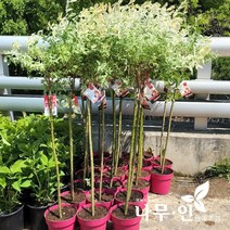 [나무인] 플라밍고샐릭스 무늬버드나무