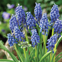 구근 무스카리 아르메니아쿰 [10구] (복남이네 야생화 모종 구근식물 muscari), 1개