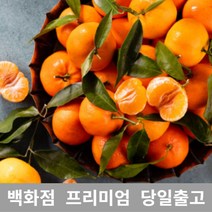 도봉물산특가_[국내산] 가락청과네 천혜향 5kg 천혜향제철 제주천혜향, 1, 본상품선택