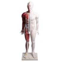 한방병원 한의원 한의학 교육용 경락 혈표시 전신 경혈 모형 인체모형 850mm